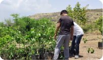Volunteers arranging saplings before plantation on hillside 